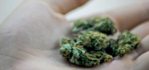 Niektóre rodzaje marihuany mogą powodować uczucie haju a inne nie, GrubyLoL.com