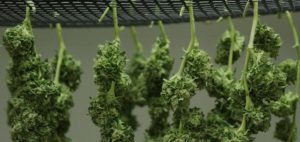 Legalizacja marihuany może uderzyć w przestępczość zorganizowaną i czarny rynek, GrubyLoL.com