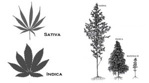 Cannabis sativa i indica, różnice historyczne i genetyczne oraz geograficzne, GrubyLoL.com