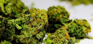 Badanie: Zmiany w statusie prawnym marihuany nie są związane ze zwiększonym stosowaniem jej przez młodzież, GrubyLoL.com