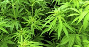 Przychodnie medycznej marihuany pojawią się w Maryland już przed kolejnym latem, GrubyLoL.com