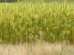 Cannabis: Niezwykłe źródło utrzymania na himalajskich wsiach, GrubyLoL.com