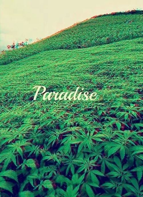 uprawa-marihuany-raj-na-ziemi