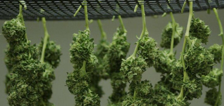 marihuana-szusz-medyczna-marihuana-uprawa-medycznej-marihuany-cbd-thc-zielona-roslina