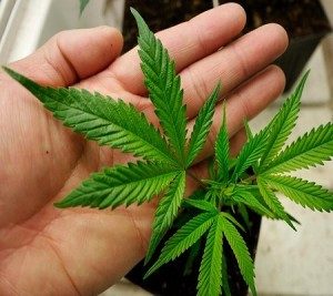Niekorzystne efekty marihuany, realne i wyimaginowane, GrubyLoL.com