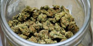 Urugwaj musi ustanowić rządowe sklepy cannabis, GrubyLoL.com
