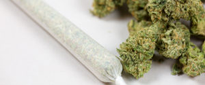 Minnesota i medyczna marihuana, GrubyLoL.com