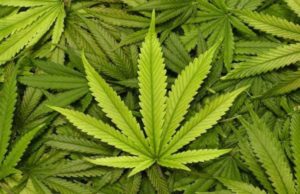 Wsparcie dla legalizacji marihuany rośnie, GrubyLoL.com