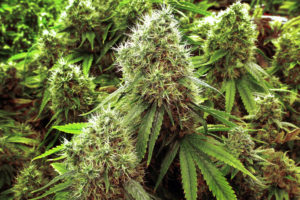 Dlaczego każdy powinien uprawiać własną marihuanę?, GrubyLoL.com