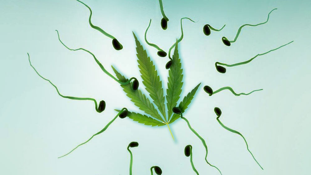 Czy Cannabis Zwiększa Liczbę Plemników?, GrubyLoL.com