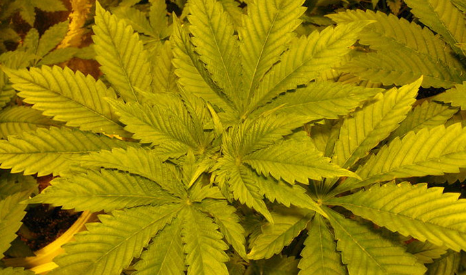 Niedobory azotu w uprawie cannabis, GrubyLoL.com