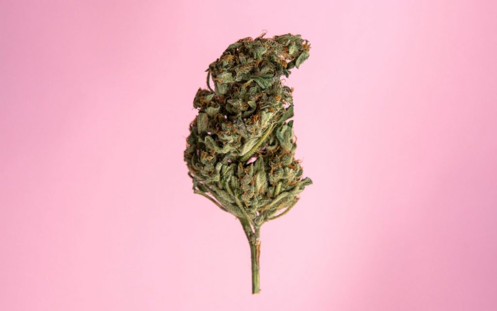 Cannabis na przeziębienie i grypę, GrubyLoL.com