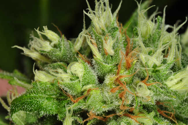 Czy Bezzapachowa Marihuana to Kolejny Trend w Świecie Cannabis?, GrubyLoL.com